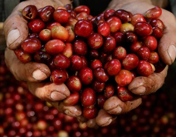 5. Coloma coffee farm tour with lunch