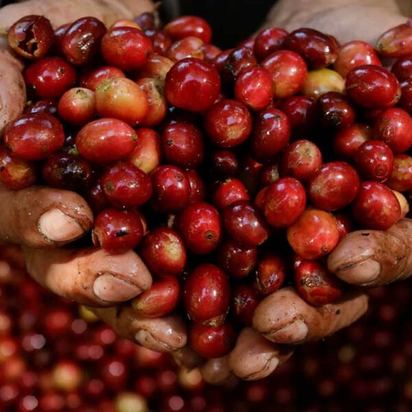 5. Coloma coffee farm tour with lunch